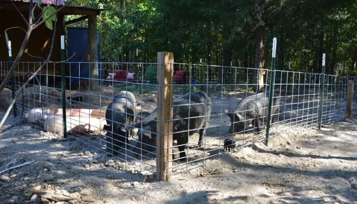 Welded Wire Mesh Panel Hog Fence
