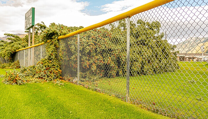 Chain Link Fence Gardens Chain Link Fence Gardens