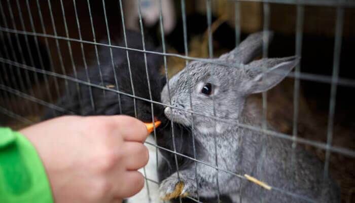 Welded Wire Mesh Breeding Rabbit