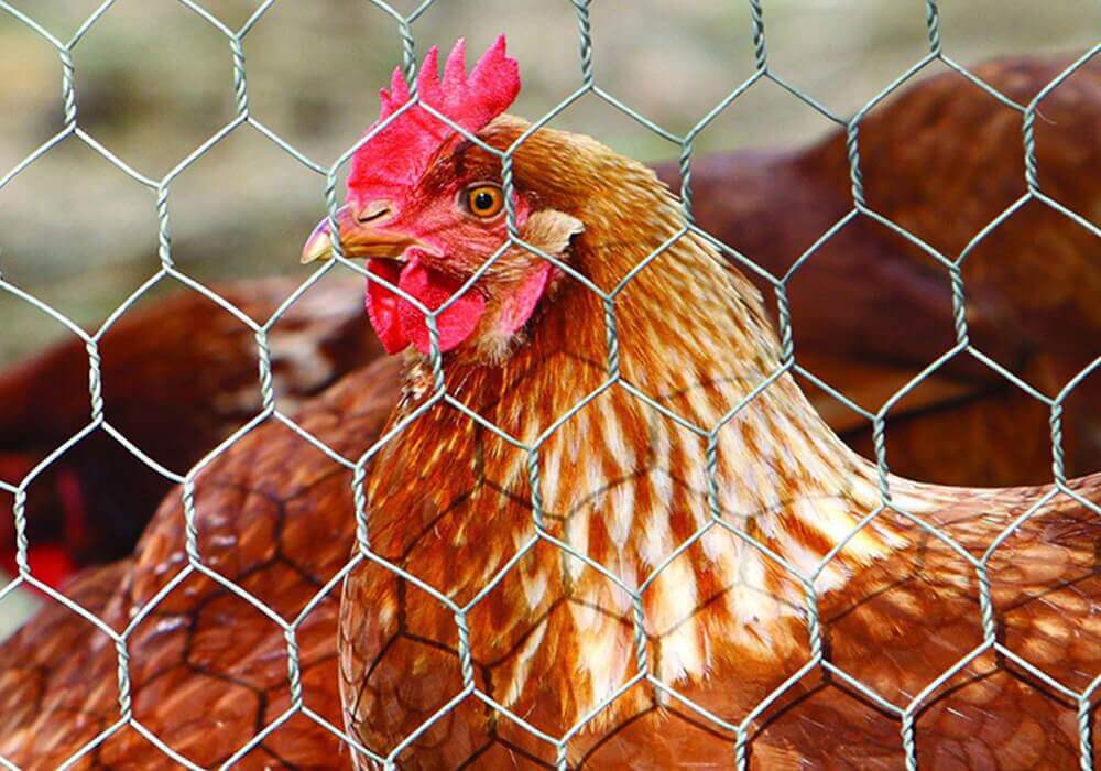 Chicken Wire Wholesale Manufacturer