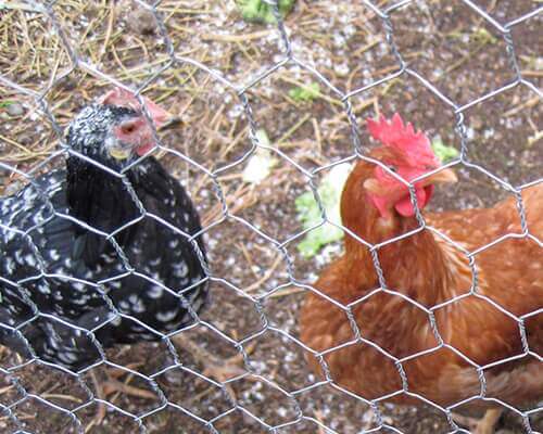 Chicken Wire Wholesale Supplier in China