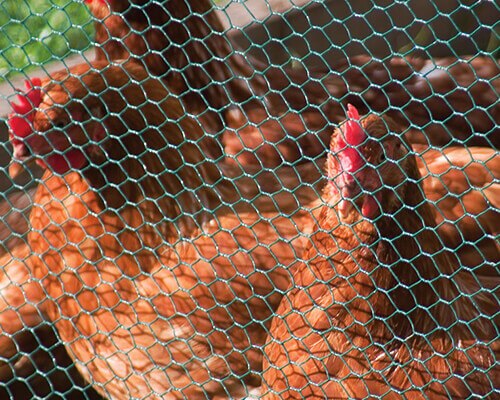 Hexagonal Wire Mesh Chicken Wire