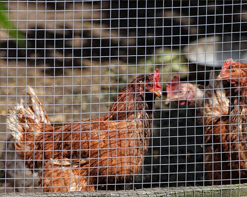 Wire Mesh Roll Chicken Farm Wire Mesh Roll Chicken Farm