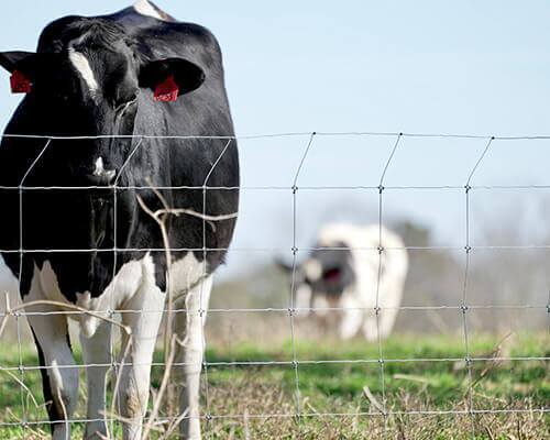 Cattle Fence Containing Livestocks Cattle Fence Containing Livestocks