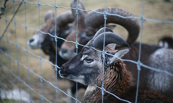 Fixed Knot Cattle Fence Fixed Knot Cattle Fence