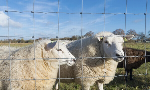 Hinge Joint Cattle Fence Hinge Joint Cattle Fence