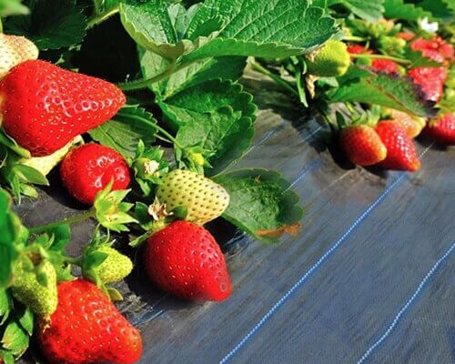 Vegetable Plants Weed Mat Vegetable Plants Weed Mat